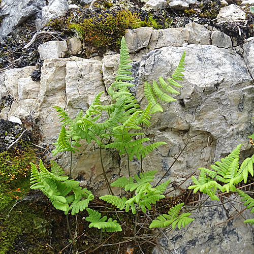 Ruprechtsfarn / Gymnocarpium robertianum