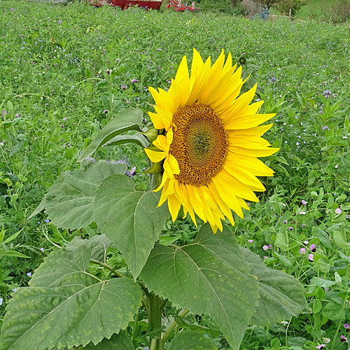 Einjährige Sonnenblume / Helianthus annuus