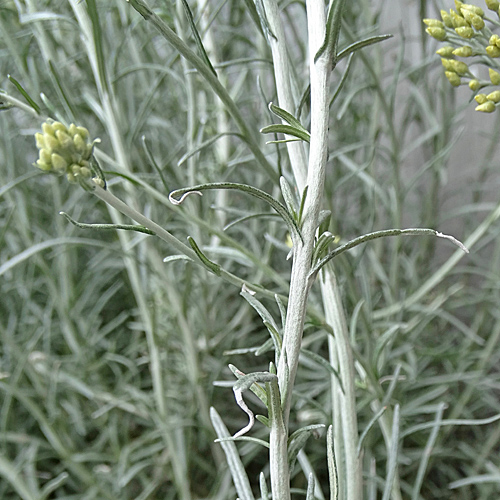 Italienische Strohblume / Helichrysum italicum
