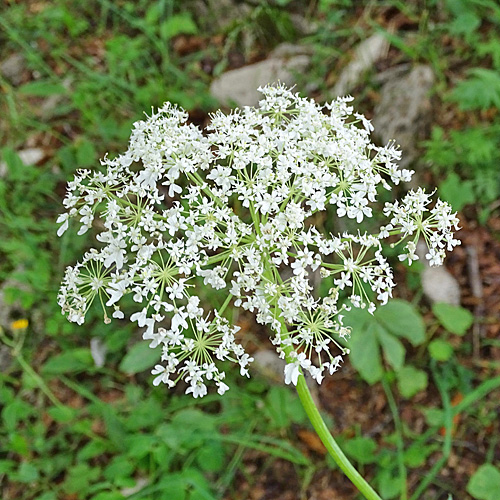 Jura-Wiesen-Bärenklau / Heracleum sphondylium subsp. alpinum