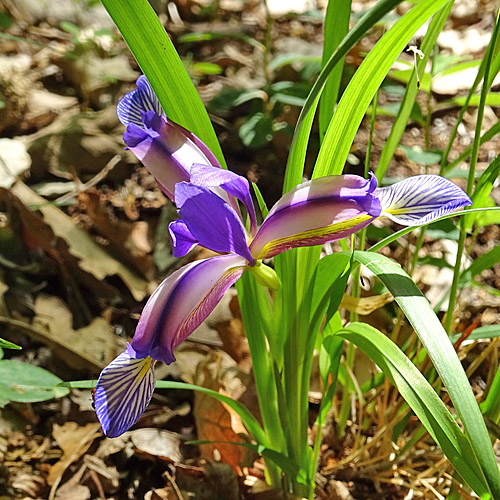 Grasblättrige Schwertlilie / Iris graminea
