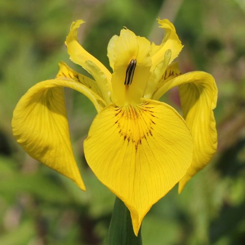 Gelbe Schwertlilie / Iris pseudacorus