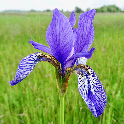 Sibirische Schwertlilie / Iris sibirica