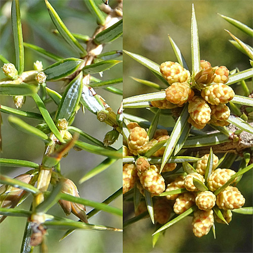 Gewöhnlicher Wacholder / Juniperus communis