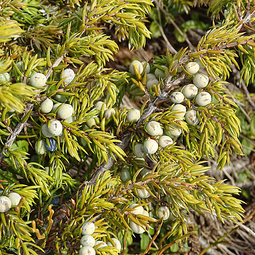 Zwerg-Wacholder / Juniperus communis subsp. alpina