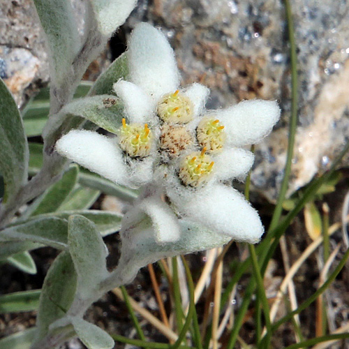 Edelweiss / Leontopodium alpinum