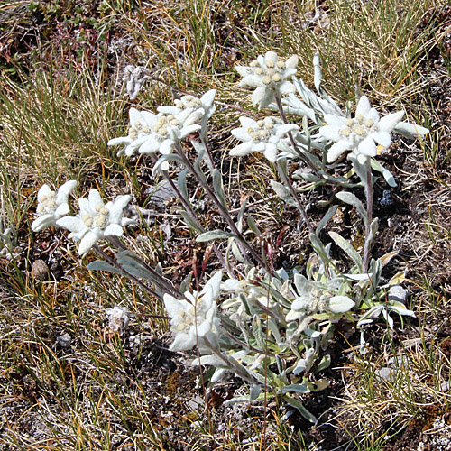 Edelweiss / Leontopodium alpinum