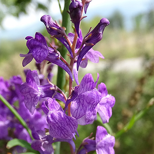 Purpur-Leinkraut / Linaria purpurea