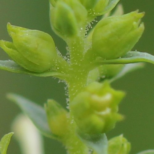 Gemeines Leinkraut / Linaria vulgaris