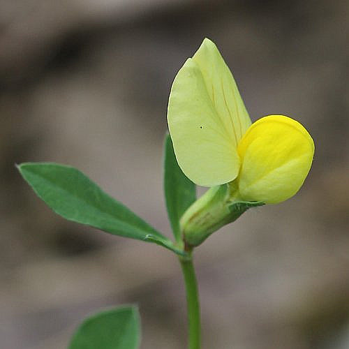 Gelbe Spargelerbse / Lotus maritimus