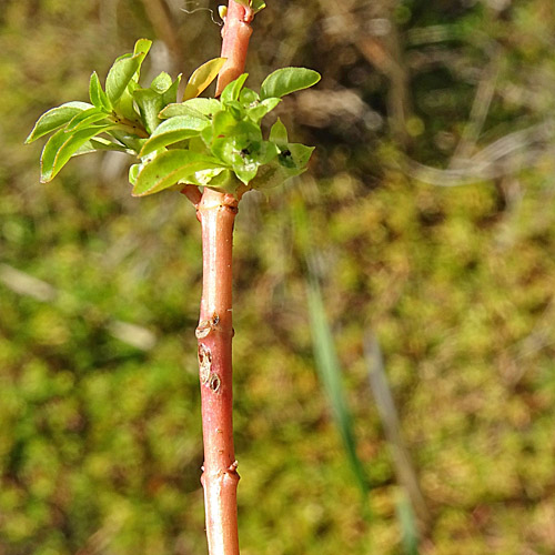 Heusenkraut / Ludwigia palustris