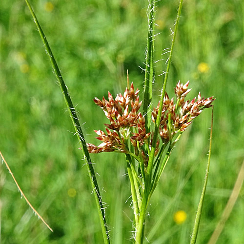 Kupfer-Hainsimse / Luzula luzuloides subsp. rubella