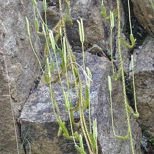 Keulen-Bärlapp / Lycopodium clavatum