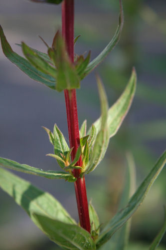 Gewöhnlicher Blutweiderich / Lythrum salicaria