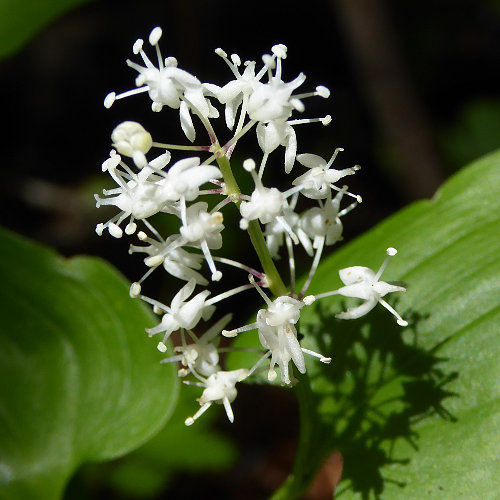 Zweiblättrige Schattenblume / Maianthemum bifolium