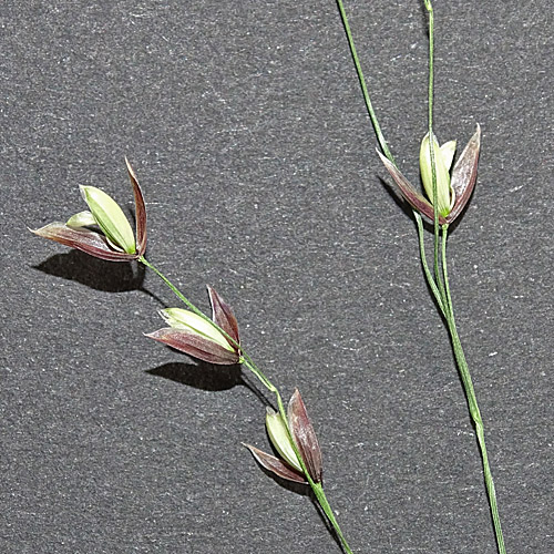 Einblütiges Perlgras / Melica uniflora