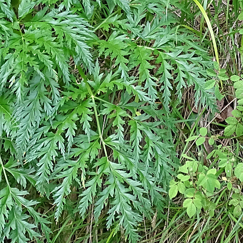 Striemensame / Molopospermum peloponnesiacum