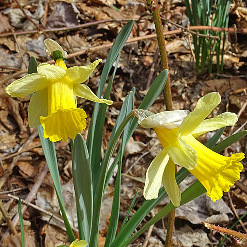 Osterglocke / Narcissus pseudonarcissus