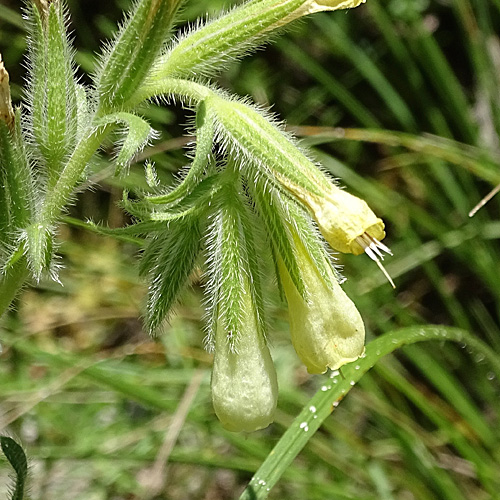 Walliser Lotwurz / Onosma pseudoarenaria subsp. helvetica