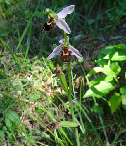 Gewöhnliche Bienen-Ragwurz / Ophrys apifera