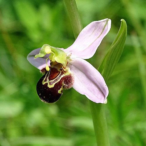 Gewöhnliche Bienen-Ragwurz / Ophrys apifera