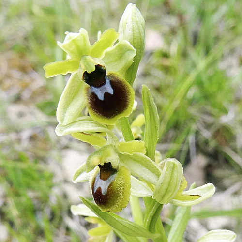Kleine Spinnen-Ragwurz / Ophrys araneola