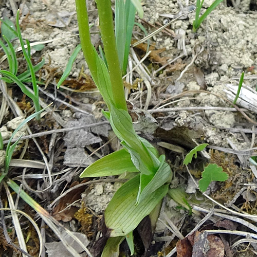 Kleine Spinnen-Ragwurz / Ophrys araneola