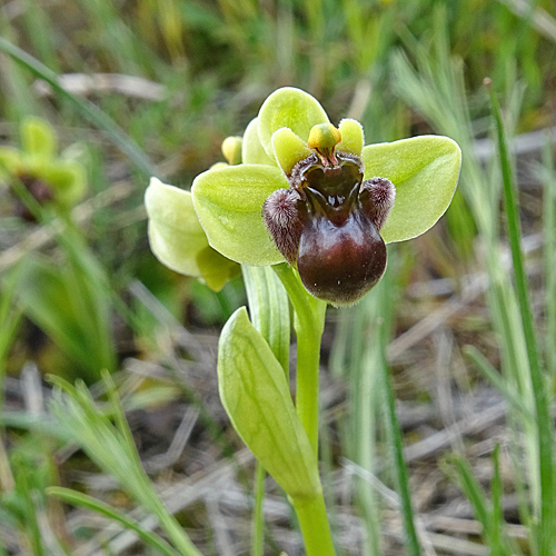 Drohnen-Ragwurz / Ophrys bombyliflora