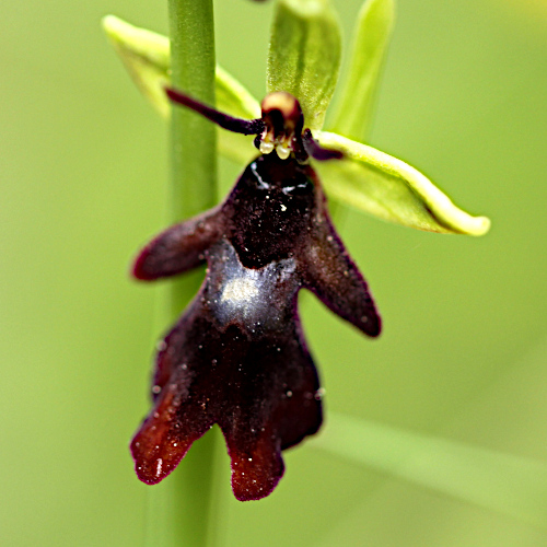 Fliegen-Ragwurz / Ophrys insectifera