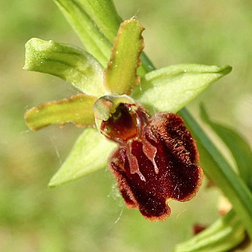 Gewöhnliche Spinnen-Ragwurz / Ophrys sphegodes