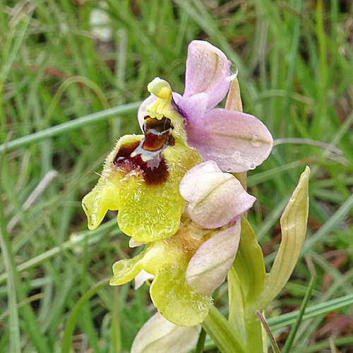 Wespen-Ragwurz / Ophrys tenthredinifera