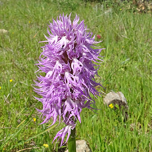 Italienisches Knabenkraut / Orchis italica