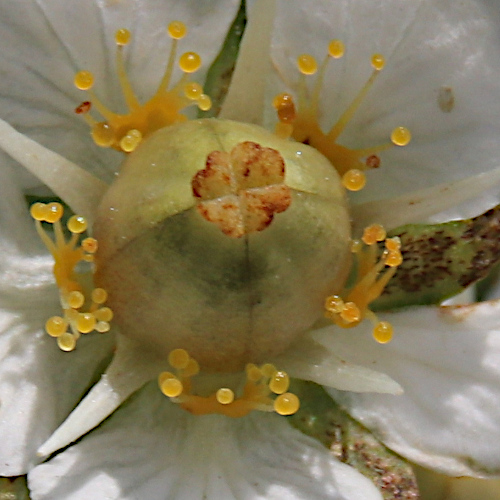 Sumpf-Herzblatt / Parnassia palustris