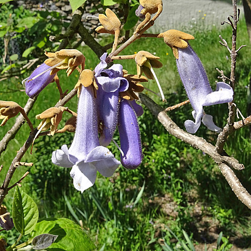 Blauglockenbaum / Paulownia tomentosa