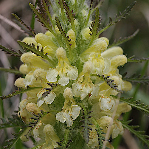 Blattreiches Läusekraut / Pedicularis foliosa