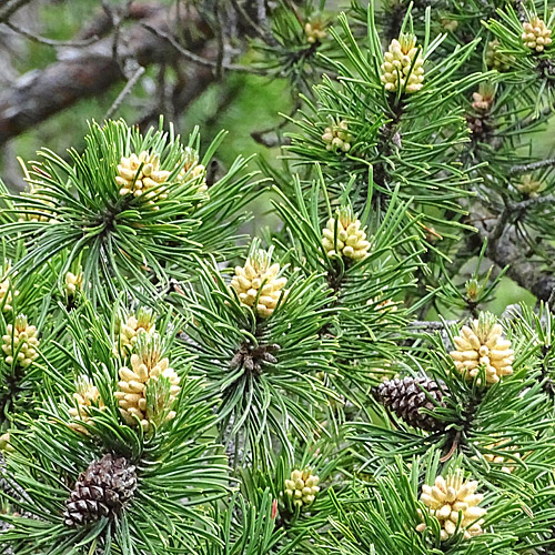 Aufrechte Berg-Föhre / Pinus mugo subsp. uncinata