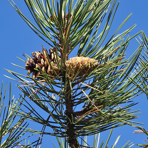 Schwarz-Föhre / Pinus nigra