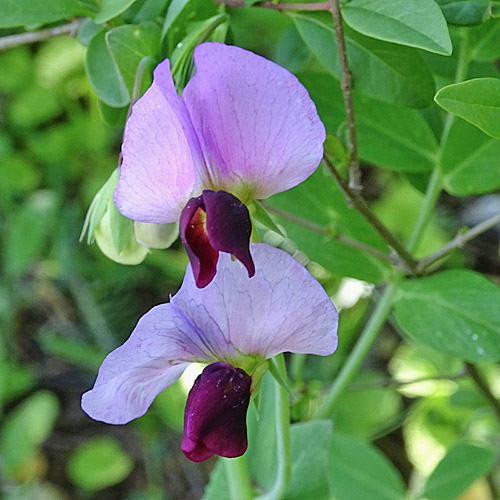 Wilde Erbse / Pisum sativum subsp. biflorum