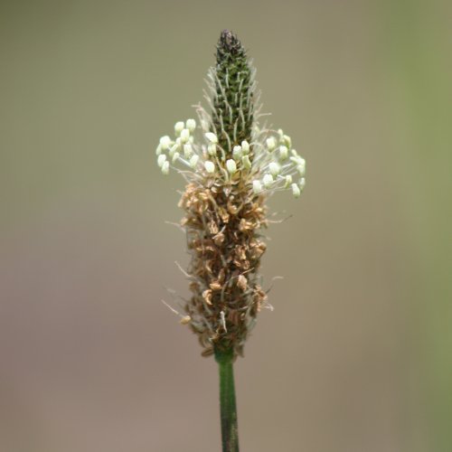Spitz-Wegerich / Plantago lanceolata