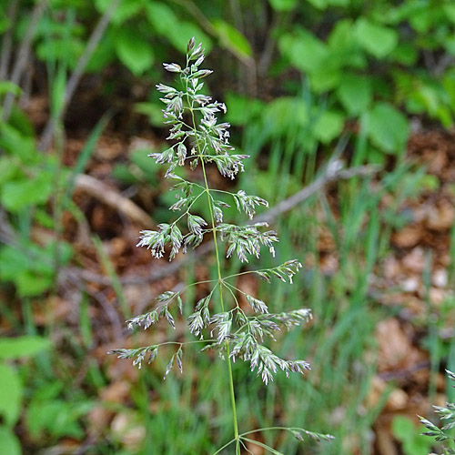 Schmalblättriges Wiesen-Rispengras / Poa angustifolia