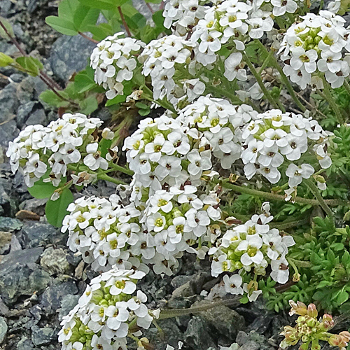 Kurzstänglige Gämskresse / Pritzelago alpina subsp.brevicaulis