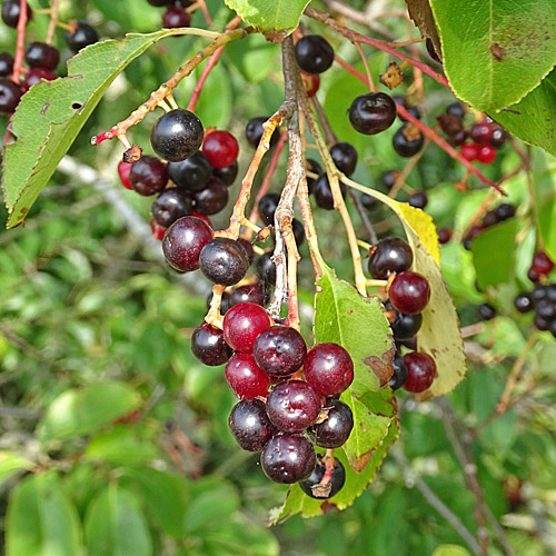 Herbst-Traubenkirsche / Prunus serotina