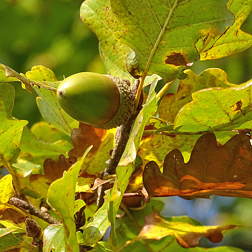 Trauben-Eiche / Quercus petraea