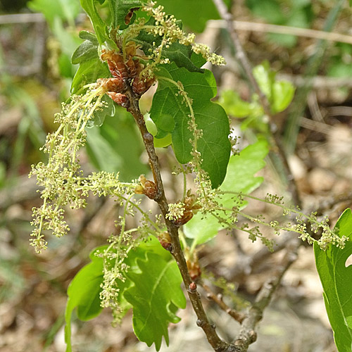 Flaum-Eiche / Quercus pubescens