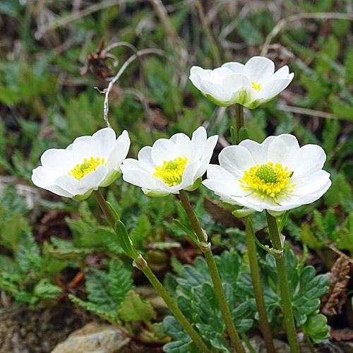 Alpen-Hahnenfuss / Ranunculus alpestris