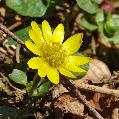 Scharbockskraut / Ranunculus ficaria