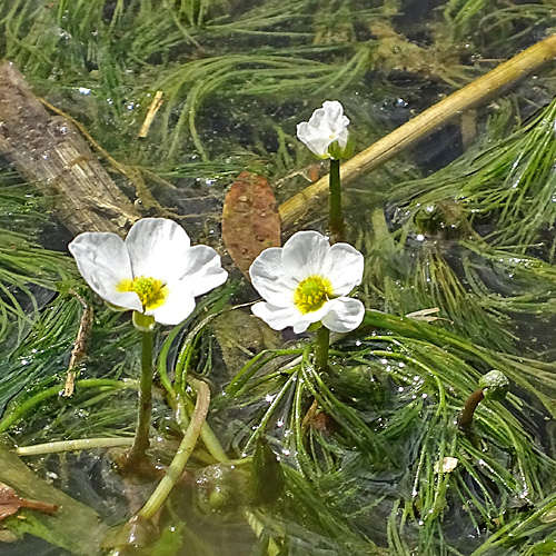 Flutender Wasserhahnenfuss / Ranunculus fluitans
