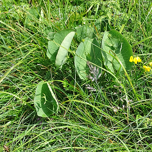 Schildblättriger Hahnenfuss / Ranunculus thora