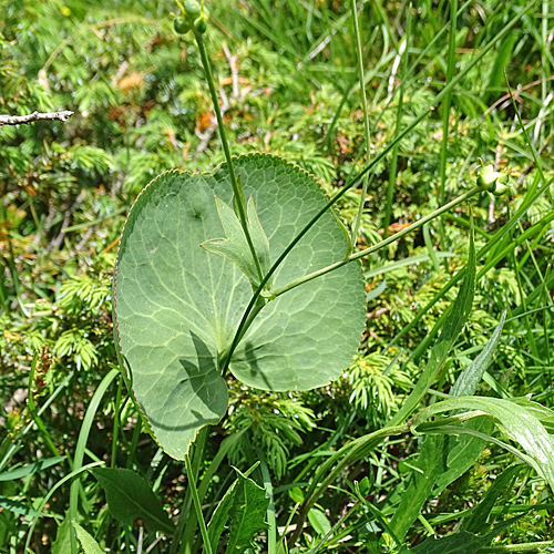 Schildblättriger Hahnenfuss / Ranunculus thora