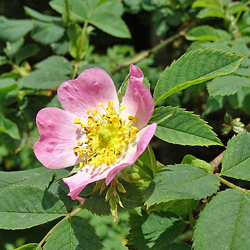 Busch-Rose / Rosa corymbifera